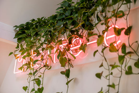 Neonbegrüßungsschriftzug hellrosa hinter hängenden grünen Efeututenranken an weißer Wand